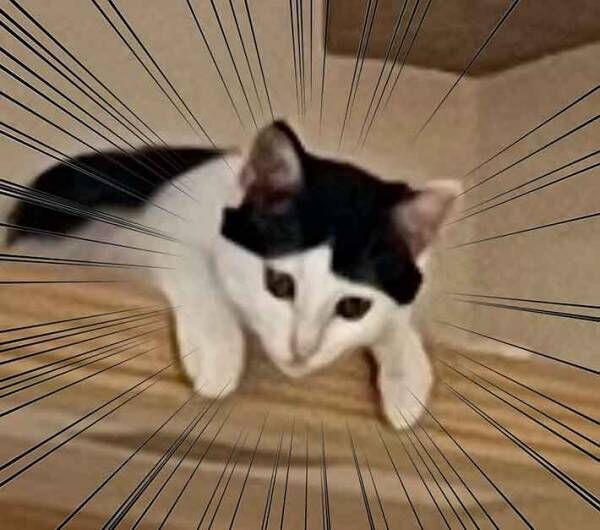 猫の写真