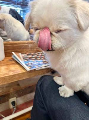 目の前で見たら？　犬の顔に「幼稚園の時やってた」「コレは、レベチ」