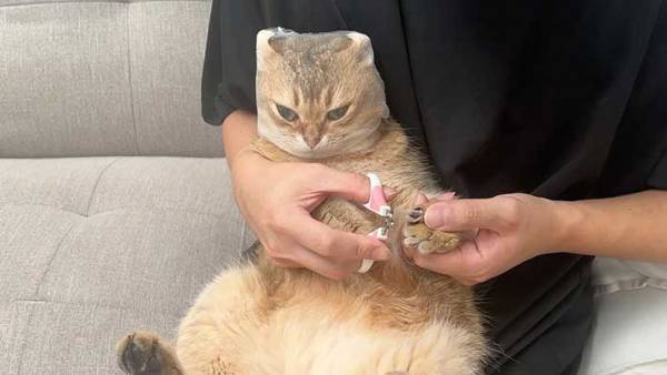 「電車で見たらダメ」「笑い止まらん」　流行りの情報ためした猫の結末が…