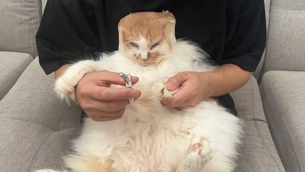 「電車で見たらダメ」「笑い止まらん」　流行りの情報ためした猫の結末が…