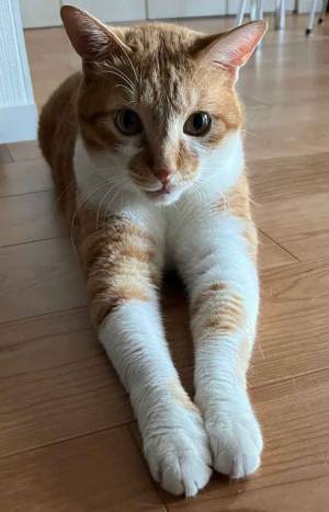 飼い主「誰ですか？」　愛猫の姿に「笑った」「ついにツチノコ発見か」