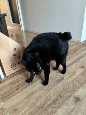 飼い主「朝起きたら…」　待ち構えていた猫の姿とは？