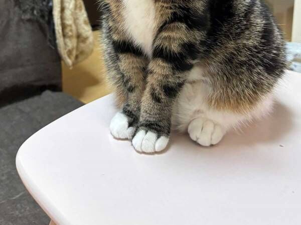 「親に向かって、その目つきはなんや！」　メンチを切る猫に「笑った」「不良娘だ」