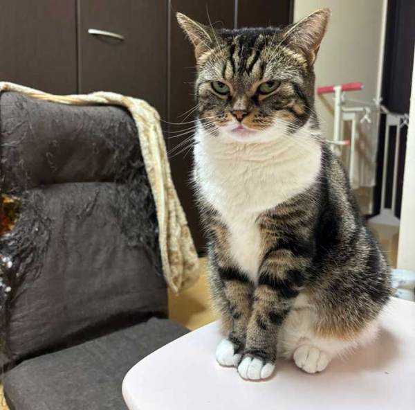 「親に向かって、その目つきはなんや！」　メンチを切る猫に「笑った」「不良娘だ」