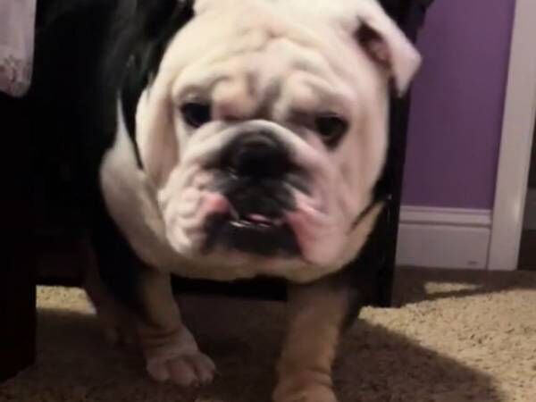 odiethebulldog