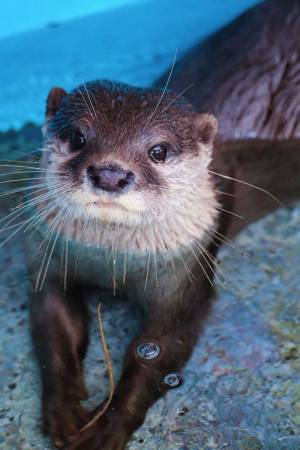 水族館「展示を中止いたします」　そのワケに「爆笑した」「声に出して読みたい」