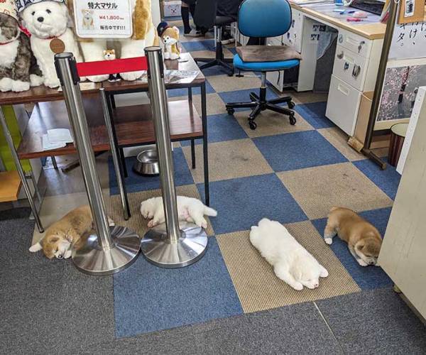 「現在の事務所です」　写真に「ぬいぐるみかと思ったら…」「うらやましい」