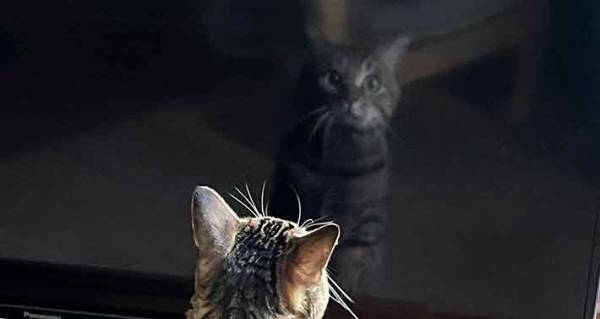 テレビの『自分』を見た猫が？　その表情に「笑いが止まりません」