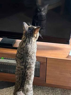 テレビの『自分』を見た猫が？　その表情に「笑いが止まりません」