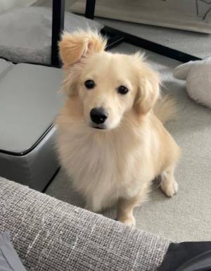 「思わず笑った」「どうなってるの」　寝癖がついているような犬がこちら