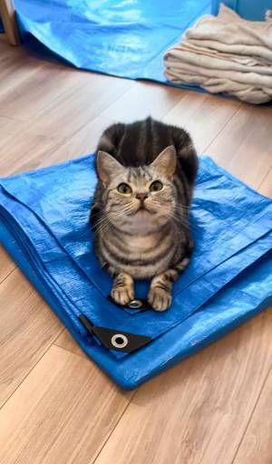 ブルーシートの上で猫が？　エアコン業者と出会って２分の行動に「間違えてる？」