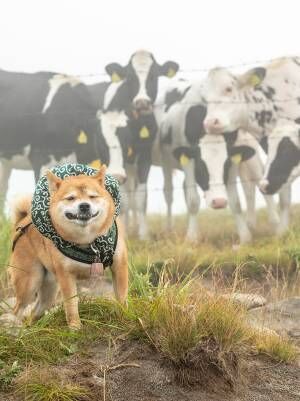 柴犬の写真