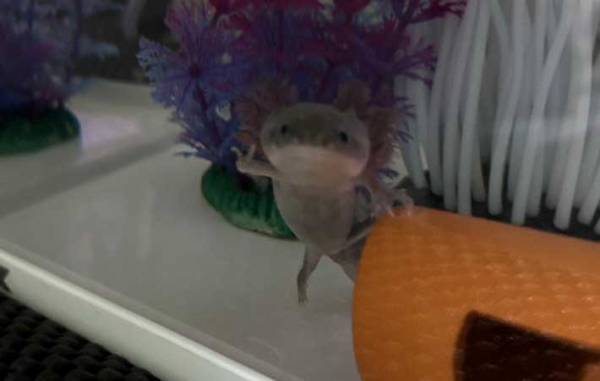 知人のウーパールーパー　たまたま撮れた１枚に「ノリがいい」「え、すごい」