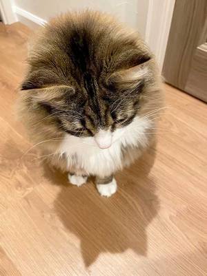 飼い主「マジか」　猫を見て気付いた『衝撃の事実』に「ほんまや！」「当然だろう」