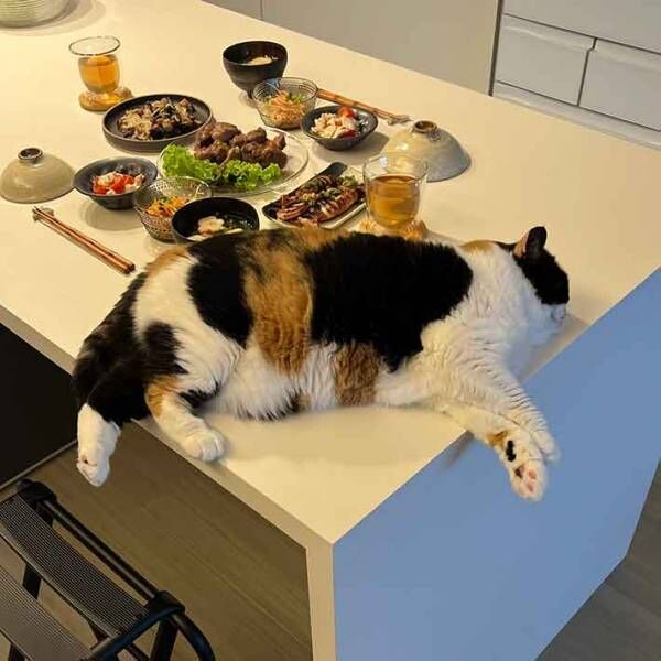 猫の写真