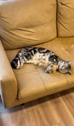 「人間が入っている？」　寝ている猫の『脚』をよく見ると？