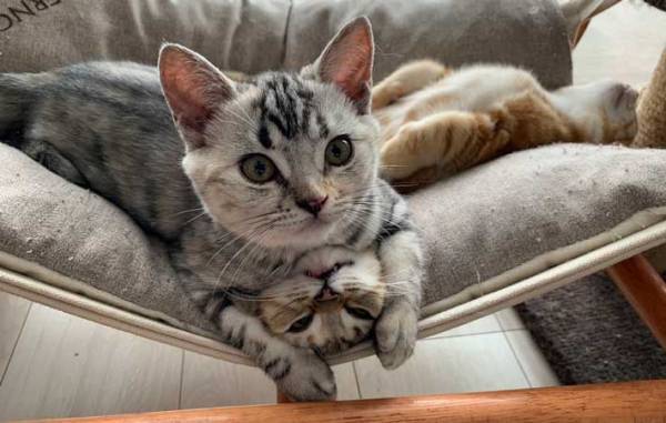 飼い主「性格が丸分かり」　ハンモックでくつろぐ猫に「笑った」「１匹だけ…」