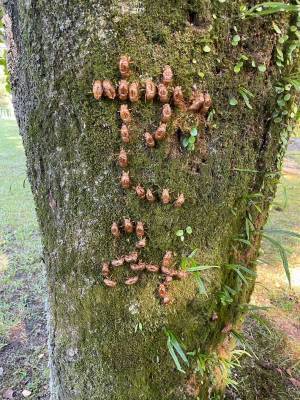 セミの抜け殻で…　キャンプ場での『１枚』に「天才」「こういうの好き」