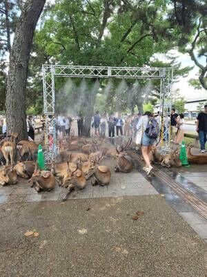 奈良公園の写真