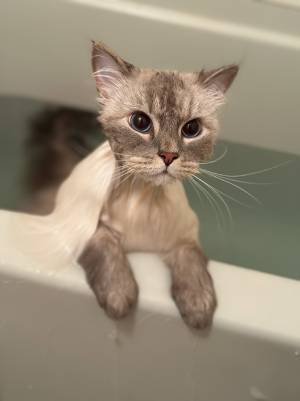 フワフワの猫がお風呂に入ると…　２枚の写真に「もはや別猫」「どちら様？」