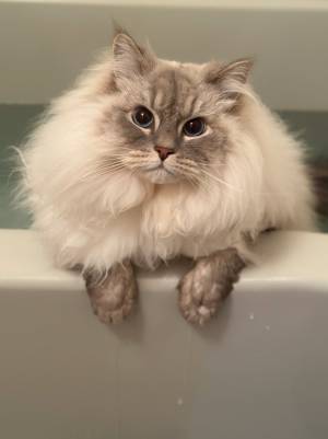 フワフワの猫がお風呂に入ると…　２枚の写真に「もはや別猫」「どちら様？」