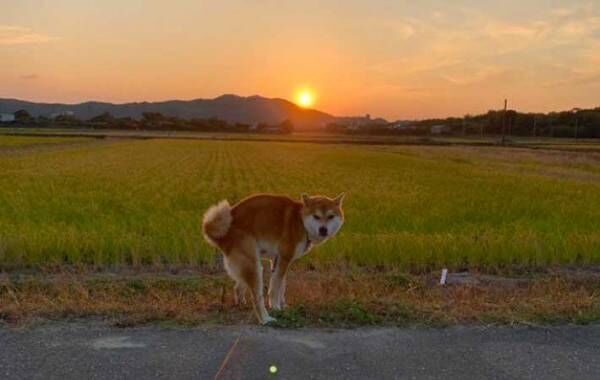 柴犬の写真