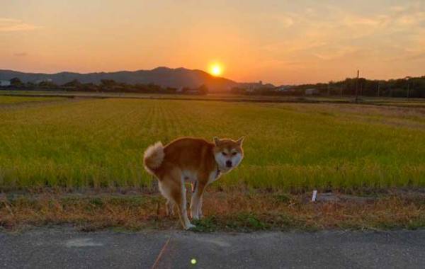 夕焼けを背景に愛犬を撮影すると？　まさかのタイミングに「最高傑作すぎる」