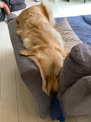 ソファをゆがませる犬　独特なくつろぎ方に「眠れるんか？」