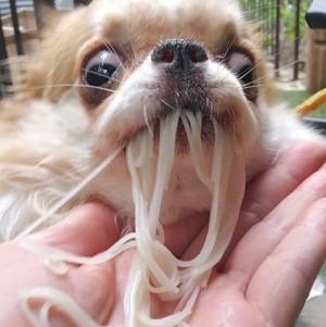 流し素麺を食べるチワワ　衝撃の１枚に「めんつゆ吹いた」「鬼の形相」
