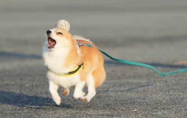 ボールを追いかける犬　勢いあまって…「じわじわとくる」「笑いが込み上げる」