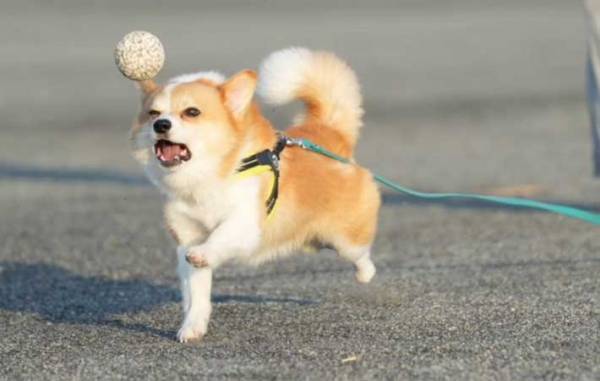 ボールを追いかける犬　勢いあまって…「じわじわとくる」「笑いが込み上げる」