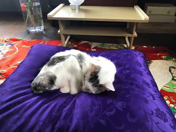 住職「え…えっと…あのぉ…」　１枚に「あー！困ります！」「誰も逆らえない」