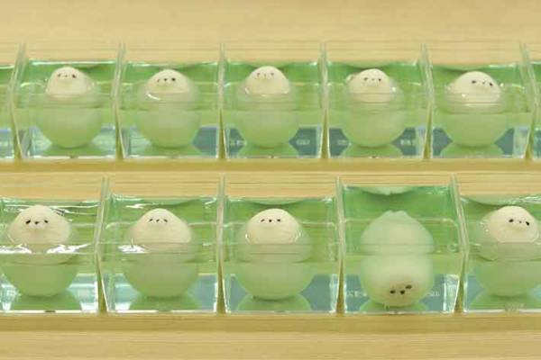 １頭だけあざとい…　和菓子の写真に「食べるのがもったいない」