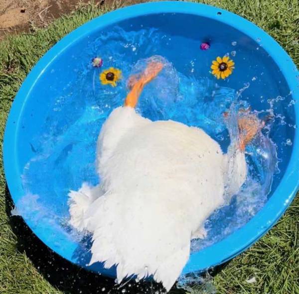 水浴びをするアヒル　心配の声が上がった１枚に「逆逆ー！」「どうしてこうなった」