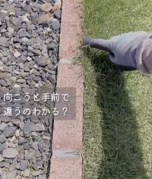 刈っていない芝生と雑草たわしを使って刈った芝生の比較写真