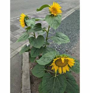 男性「うちのヒマワリたち仲悪すぎやろ」　写真に「なんで」「笑った」