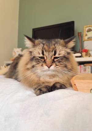 どうしても寝ない猫　睡魔と闘う姿に「寝て寝て！」「爆笑」