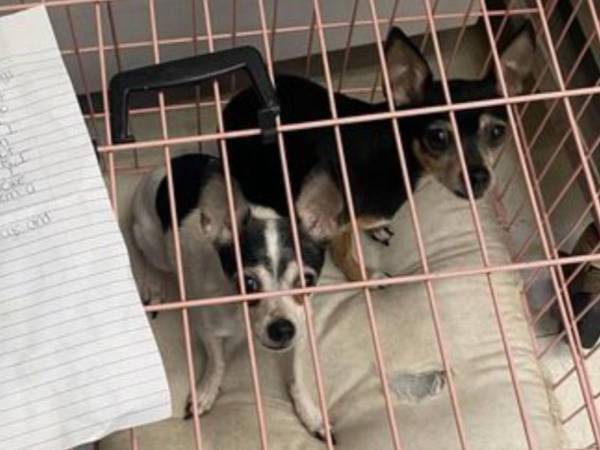 「おそらく涙を流しながら…」　２匹の犬を捨てた飼い主に同情の声