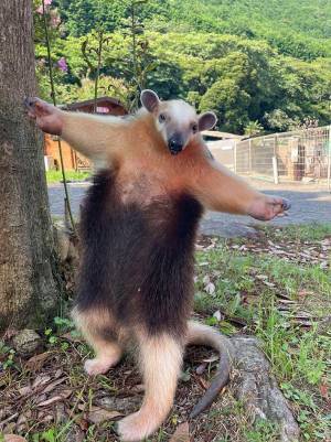 「思っていたのと違う」　ある動物の『威嚇ポーズ』に「吹き出した」「全く怖くない」