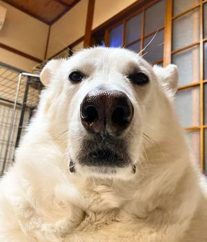 『アレ』にしか見えない犬　その姿に「笑った」「貫禄がすごすぎる…」