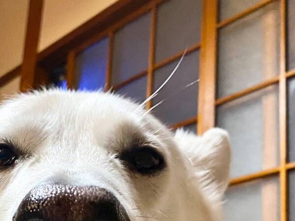 『アレ』にしか見えない犬　その姿に「笑った」「貫禄がすごすぎる…」