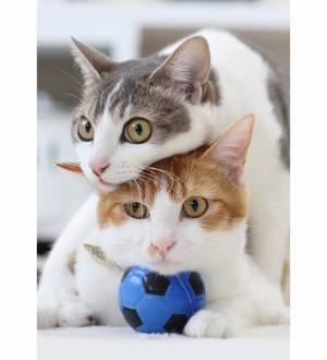 「暑中お見舞い申し上げます」　暑さを吹き飛ばしてくれそうな、猫の写真がこちら！