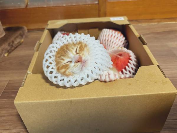 飼い主「桃と偽り出荷しようとした疑い」　猫の姿に「出荷してください！」