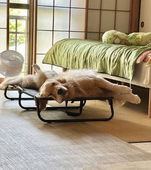 情けなさすぎるゴールデン？　夏の日の１枚に「完全に溶けている」「平和だ」