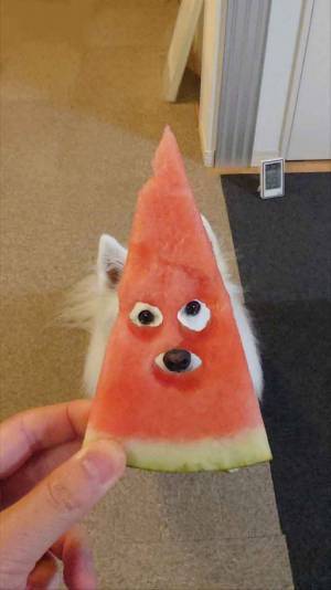 スイカから視線が…　愛犬の『表情』に「笑いが止まりません」