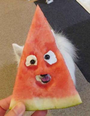 スイカから視線が…　愛犬の『表情』に「笑いが止まりません」