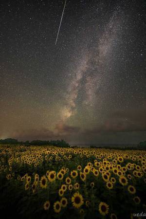 新潟県佐渡島で撮った『ひまわり畑と天の川』の写真　見惚れる１枚に感動の声
