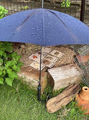 外に『ハッピーターン』を置いて？　小学生の自由研究に「面白い」「着眼点がすごい」