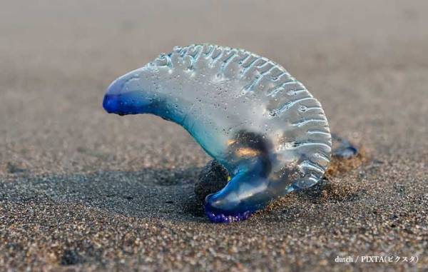 「触っちゃダメ！」　青い石のような物の正体に「危ないね」「覚えておこう」