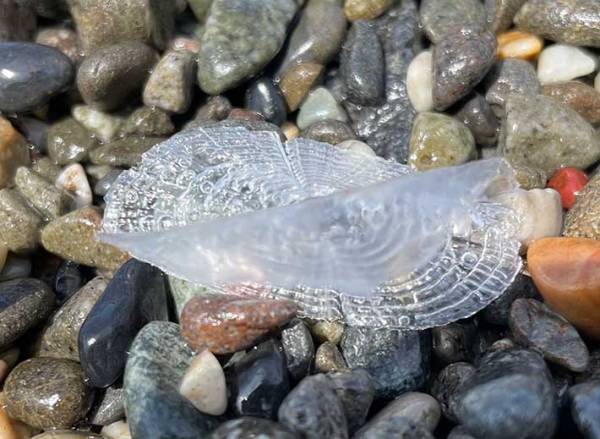 「触っちゃダメ！」　青い石のような物の正体に「危ないね」「覚えておこう」